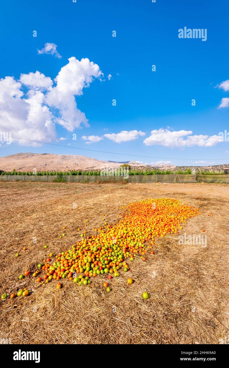 Pomodori secchi a campo in giornata di sole, Zafarraya in Andalusia, Spagna, Europa Foto Stock