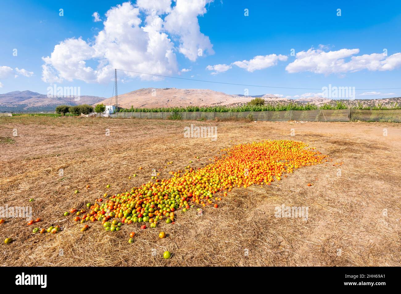Pomodori raccolti essiccati sul campo in giornata di sole, Zafarraya in Andalusia, Spagna, Europa Foto Stock