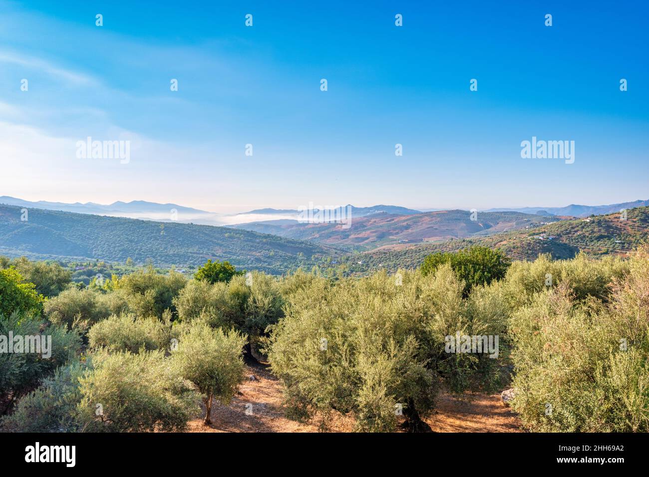 Ulivi in boschi vicino montagne in giorno di sole, Andalusia, Spagna, Europa Foto Stock