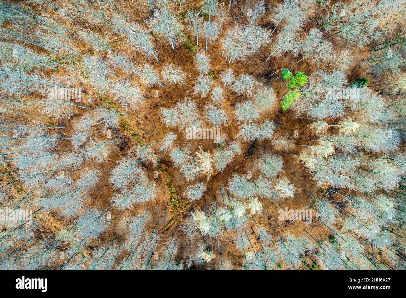 Vista con droni di canopie di alberi forestali Foto Stock