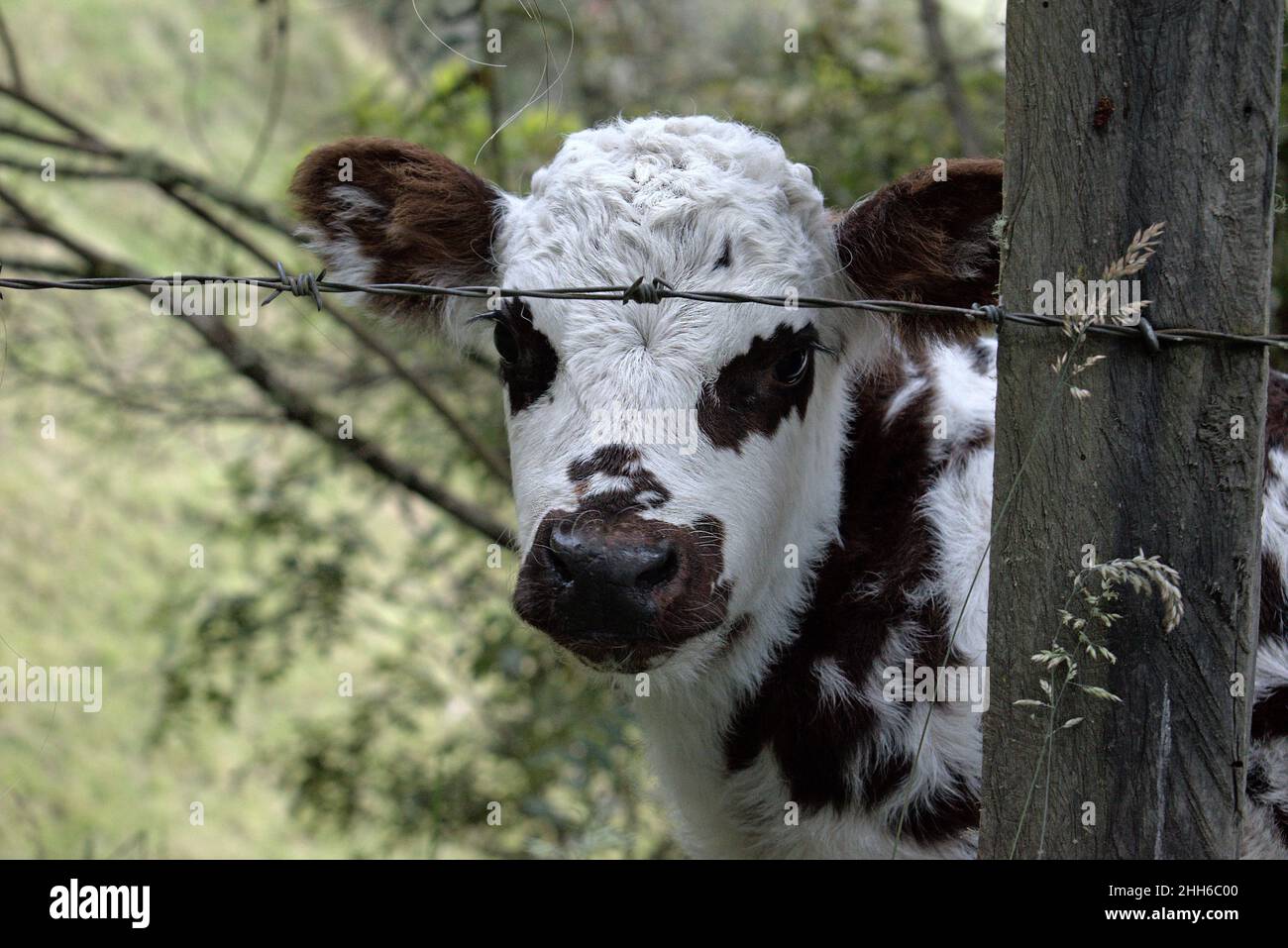 Uno sguardo ravvicinato della faccia di un vitello Holstein in una fattoria delle montagne colombiane. Questa foto è stata scattata con una Nikon D3500. Foto Stock
