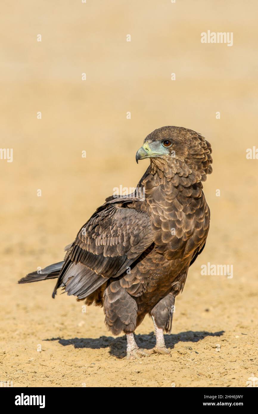 L'aquila di Bateleur giovanile nel Kgalagadi Foto Stock