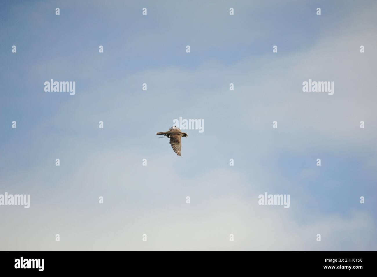 Falco di Peregrine (Falco peregrinus) in volo. Blankenburg ,Falkenhof Mursa . Foto Stock