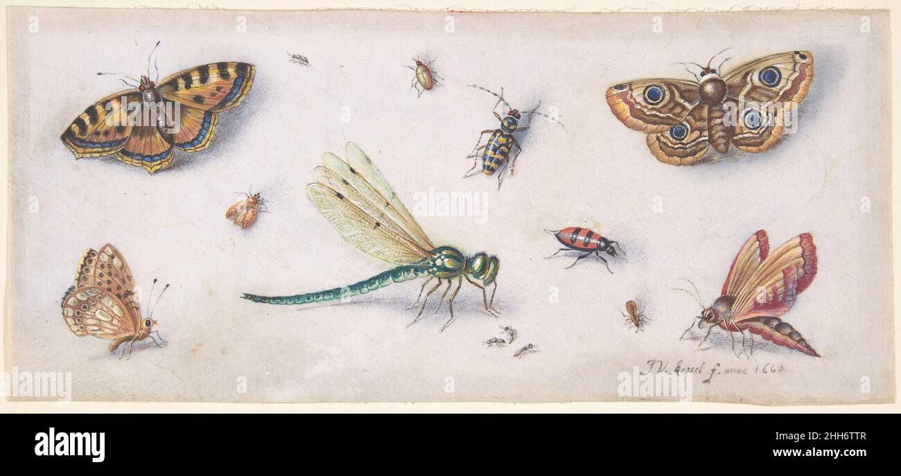 Insetti, farfalle e una Dragonfly 17th secolo Jan van Kessel il fiammingo Jan van Kessel ha prodotto numerosi studi di piante e animali e si è distinto dai suoi predecessori in questo campo attraverso la sua enfasi sulla rappresentazione e la disposizione estetica degli insetti. L'artista probabilmente ha tratto dalle stampe e dalla vita quando ha disegnato la serie di insetti su questo foglio. Occasionalmente dipinse insetti come questi sui fronti del cassetto degli armadietti che i collettori di insetto usavano per esposizione. La giustapposizione di insetti animati di Van Kessel dipinte con gli esemplari essiccati e bloccati co Foto Stock