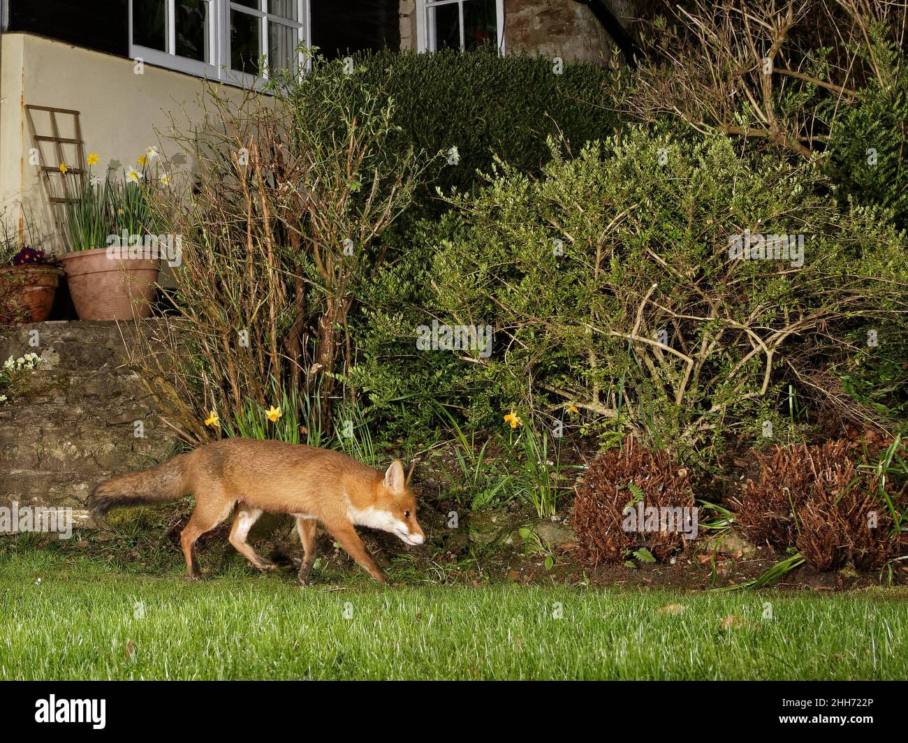 Volpe rossa (Vulpes vulpes) attraversando un prato giardino di notte vicino a una casa, Wiltshire, Regno Unito, aprile. Foto Stock