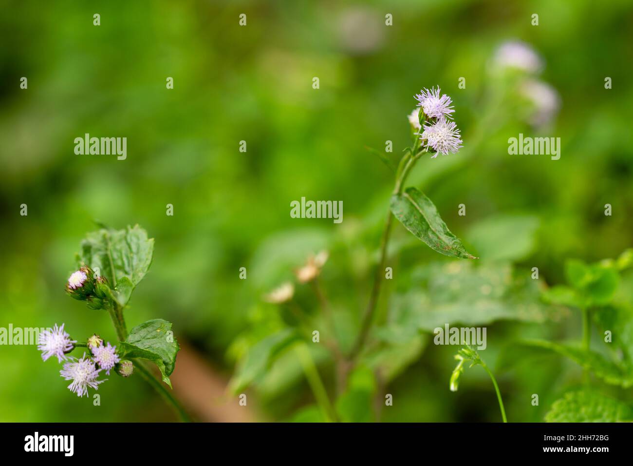 La pianta Ageratum conyzoides è originaria dell'America tropicale, specialmente del Brasile, ed è un'erbaccia invasiva in molte altre regioni Foto Stock