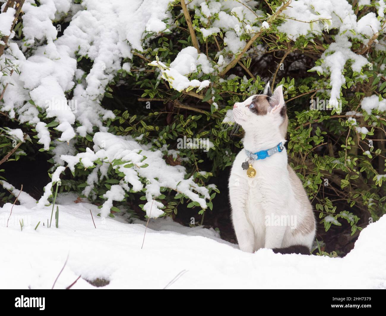Racchette da neve gatto gattino (Felis catus) peering da sotto una siepe giardino coperto di neve recentemente caduta, Wiltshire, Regno Unito, gennaio. Foto Stock