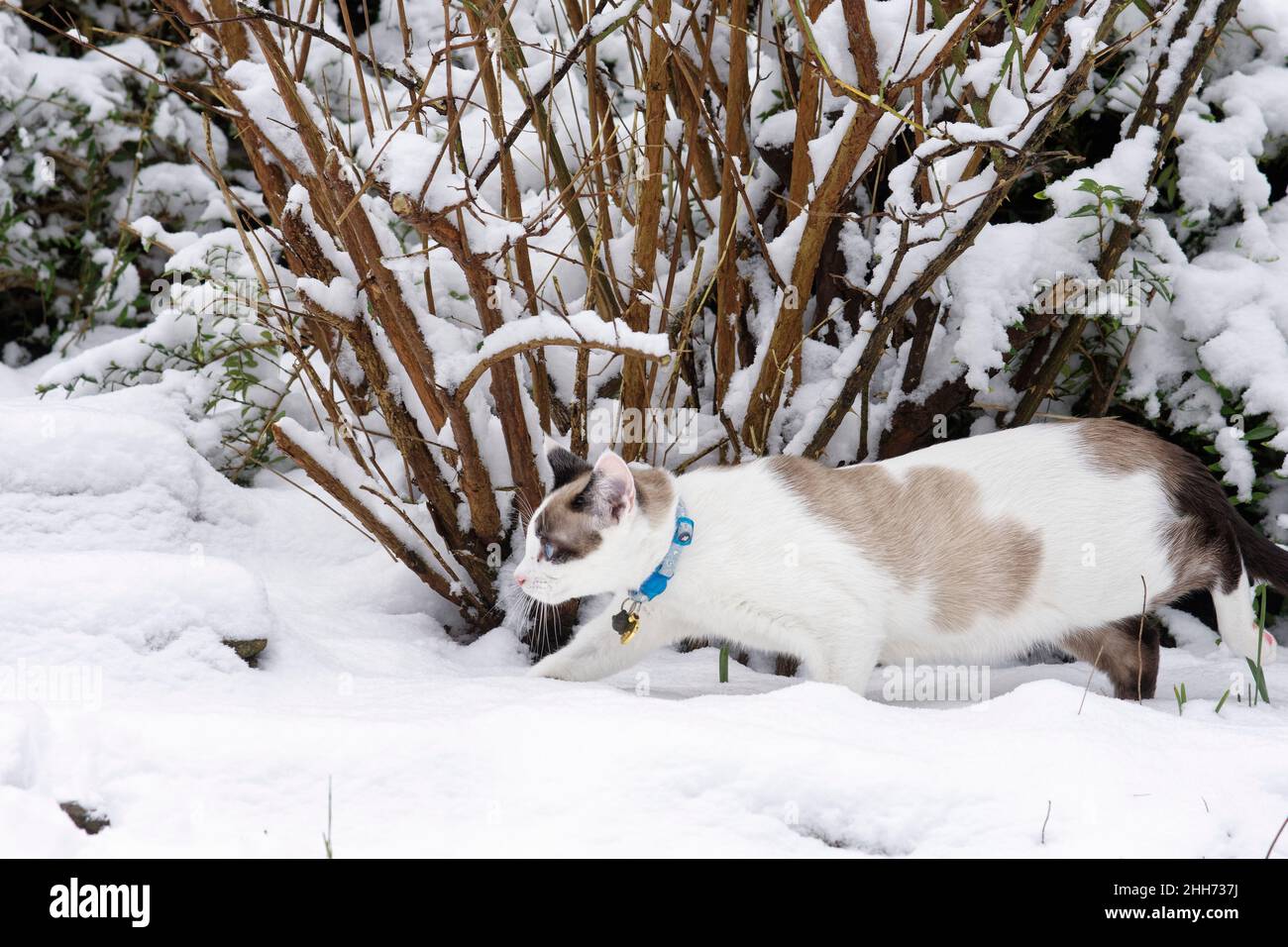 Racchette da neve gatto gattino (Felis catus) che emerge da sotto un giardino siepe coperto di neve recentemente caduta, Wiltshire, Regno Unito, gennaio. Foto Stock