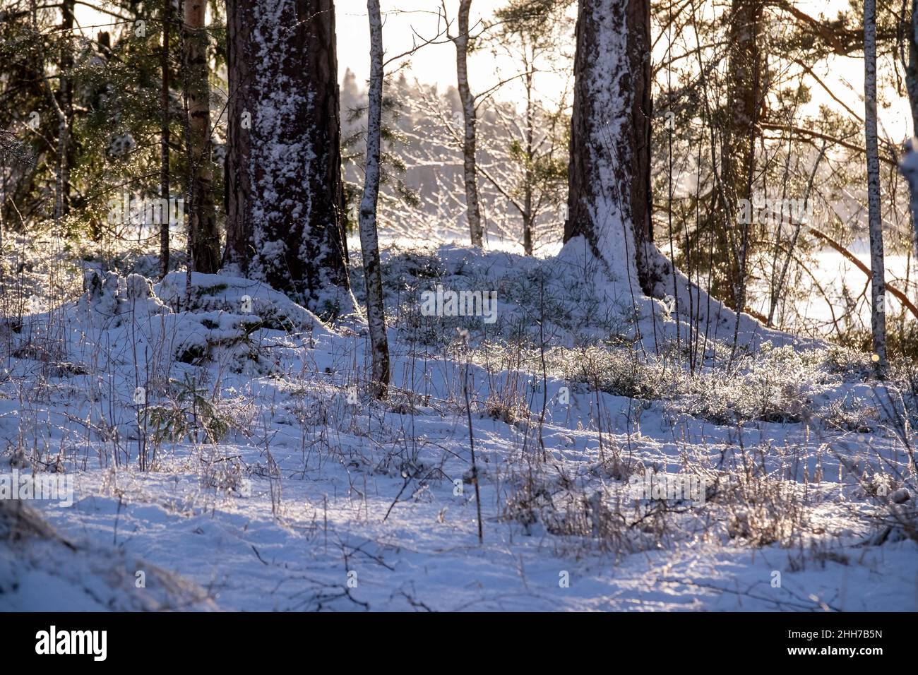 Helsinki / Finlandia - 17 GENNAIO 2022: Foresta invernale finlandese in una giornata soleggiata e fredda. I raggi del sole gettano i riflessi dietro gli alberi. Foto Stock