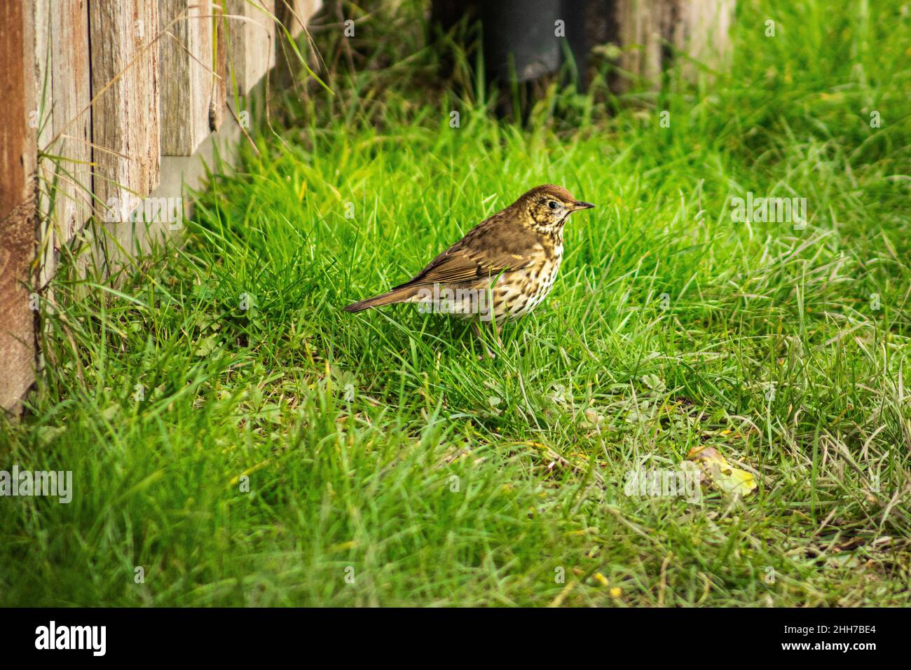 Tordo Bottaccio - Turdus philomelos Foto Stock