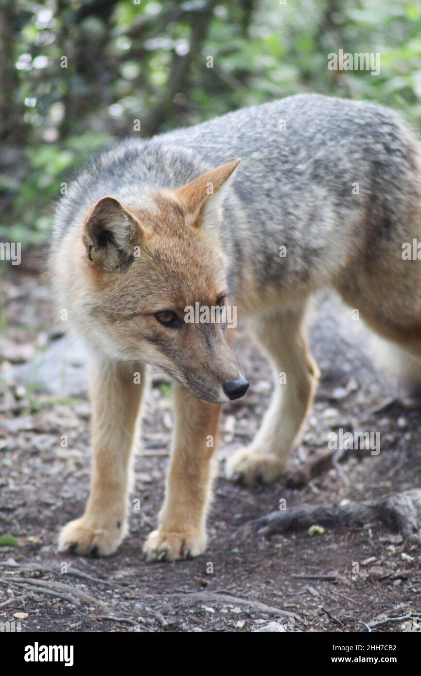 Primo piano di uno sciacallo d'oro (Canis aureus) che caccia nella foresta Foto Stock