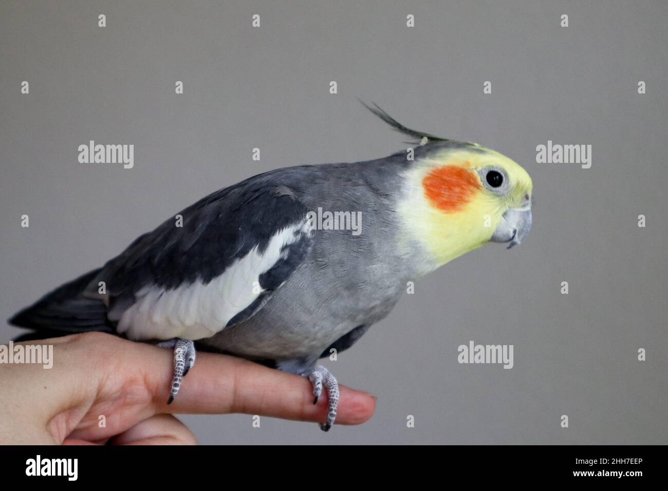 Un cockatiel maschio tame siede su un dito guardando a destra Foto Stock