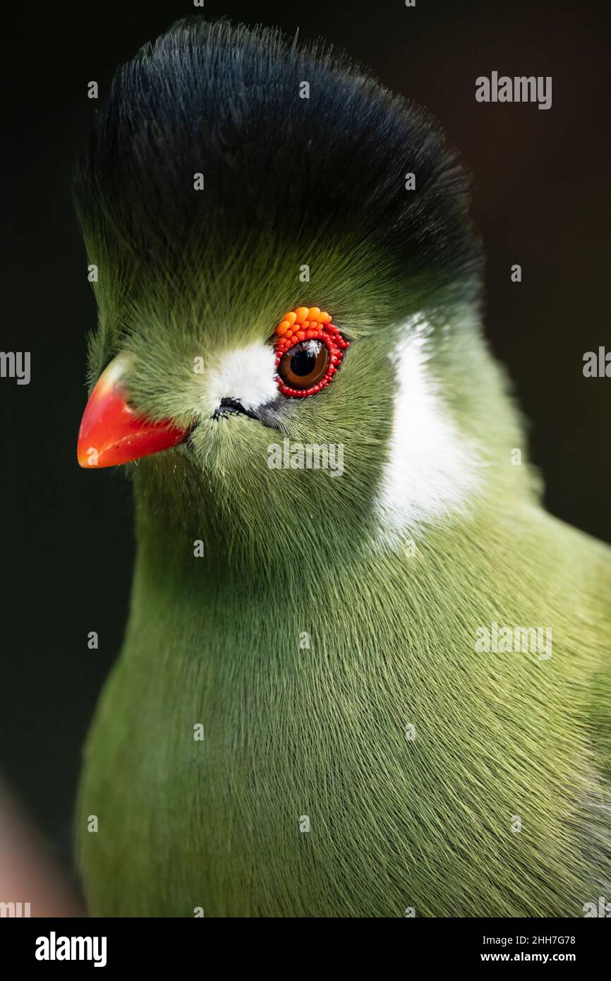 La Guinea Turaco o Green Lourie, uccello della foresta dell'Africa occidentale Foto Stock