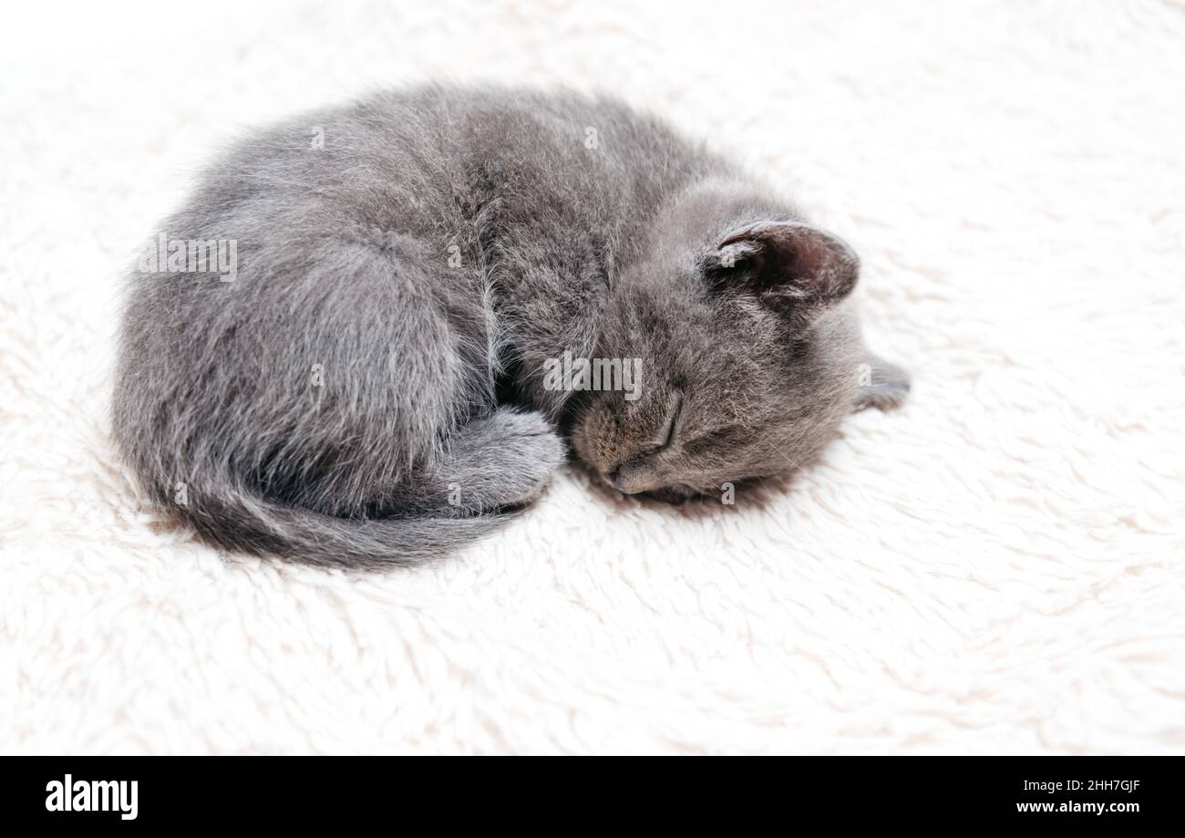 Piccolo gattino di colore grigio che dorme su pelliccia plaid. Foto Stock