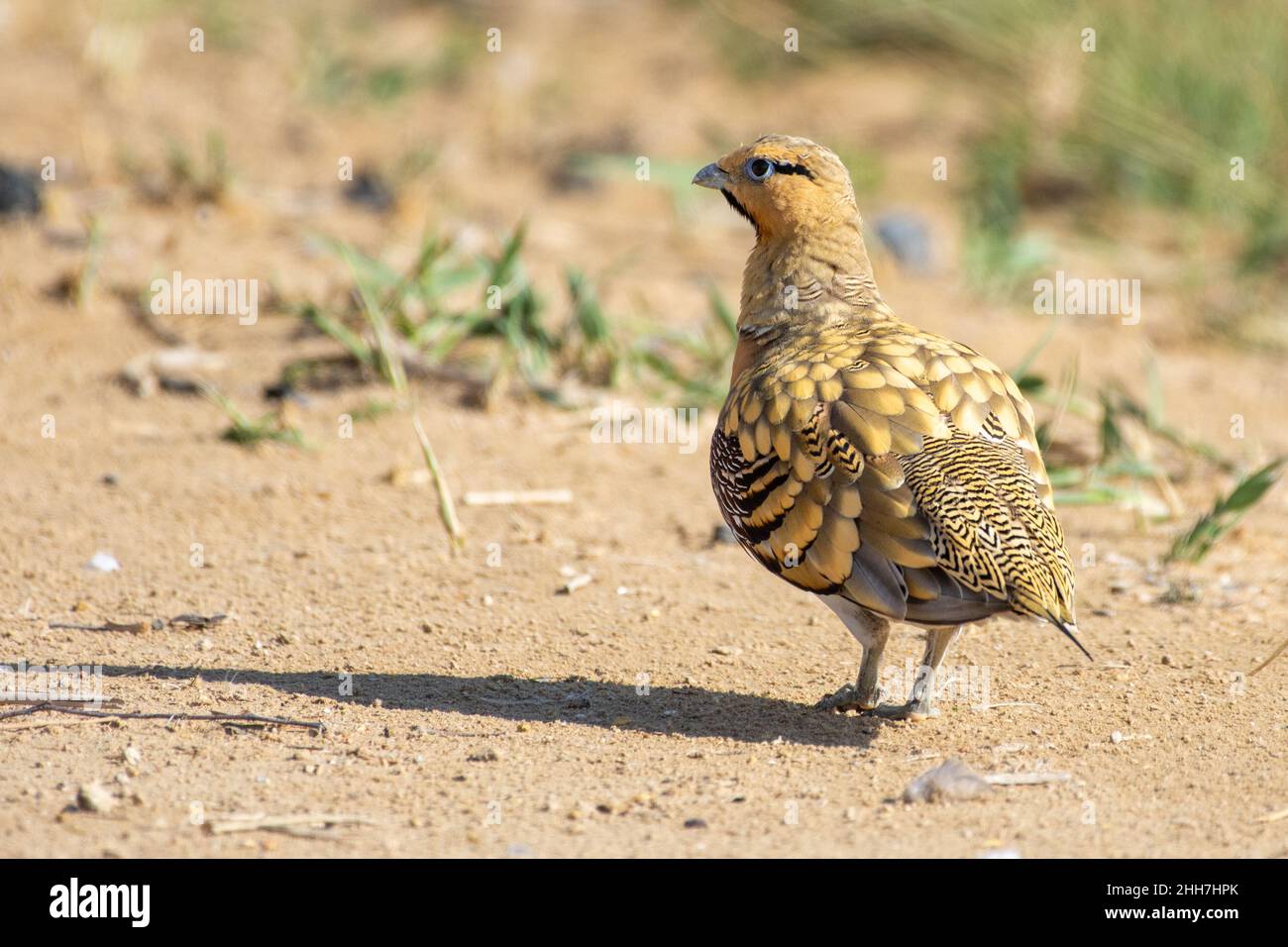 Pterocle alchata (pterocle alchata) nel deserto del Medio Oriente da vicino Foto Stock
