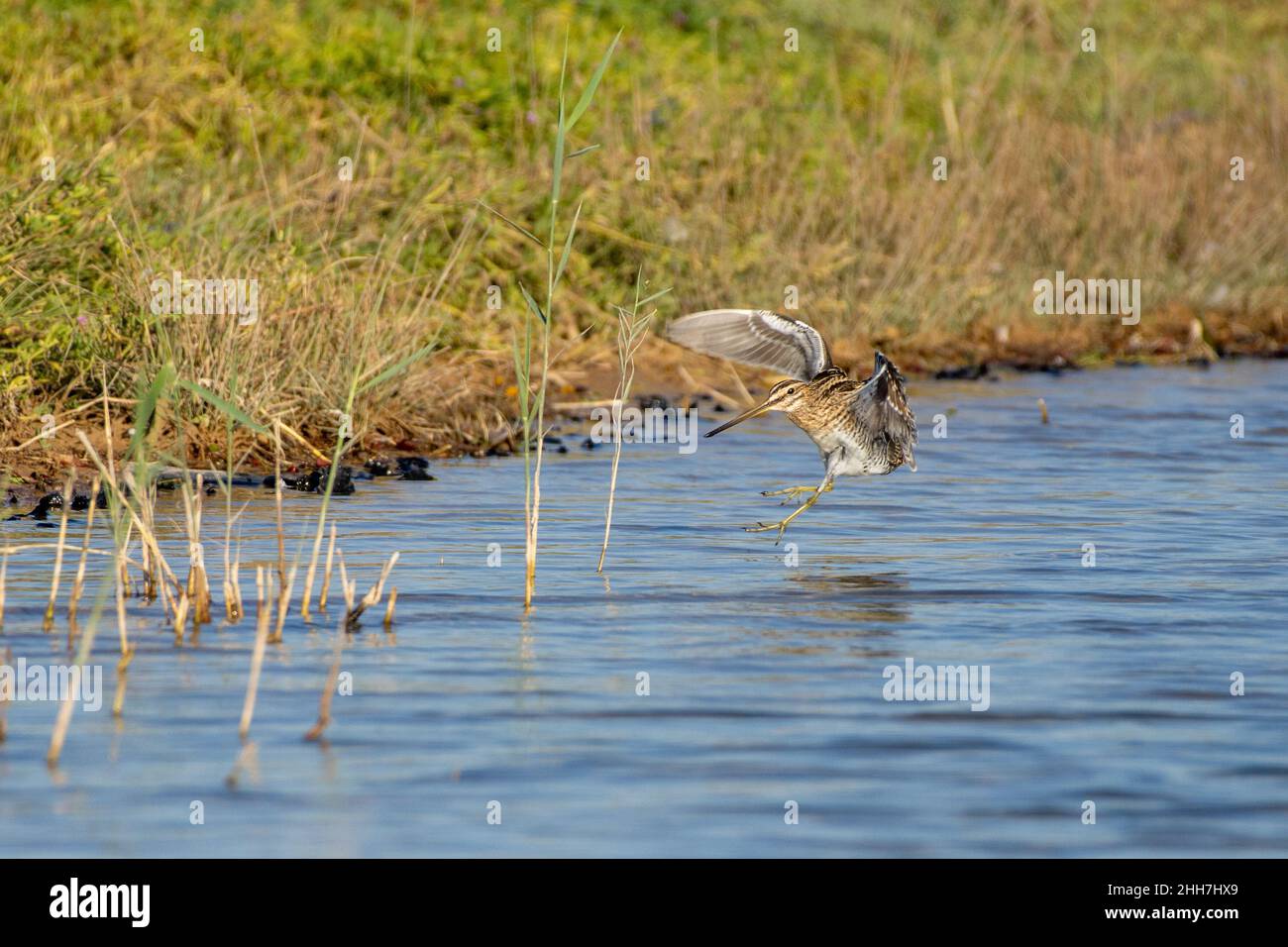 Cecchino comune (Gallinago gallinago) che vola nel bordo dell'acqua. Foto Stock