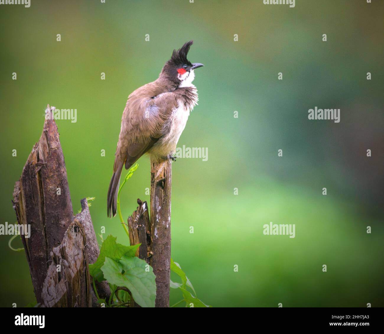 Primo piano di un uccello di bulbul rosso-whiskered arroccato su un albero rotto Foto Stock