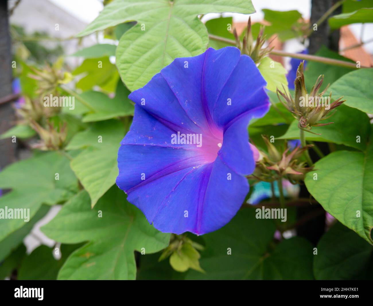 Gloria del mattino blu o koali awa o Ipomoea indica un closeup di fiori a forma di tromba blu brillante. Foto Stock