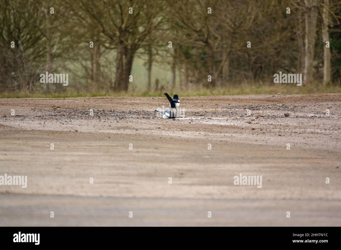 Due magpie (Pica pica) che fanno un bagno ad una fermata del bagno della pozzanghera Foto Stock