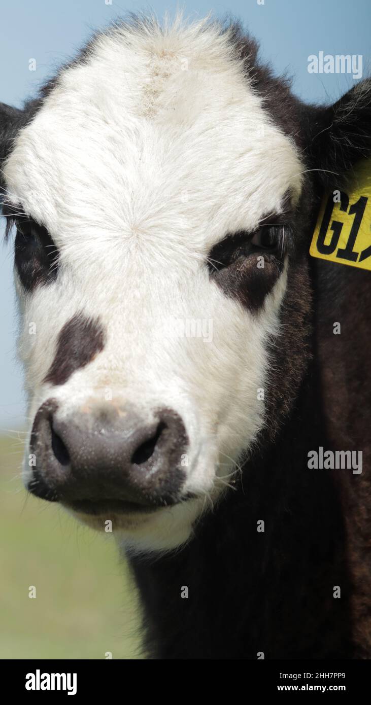 L'altro giorno ho visitato un vicino carino Foto Stock