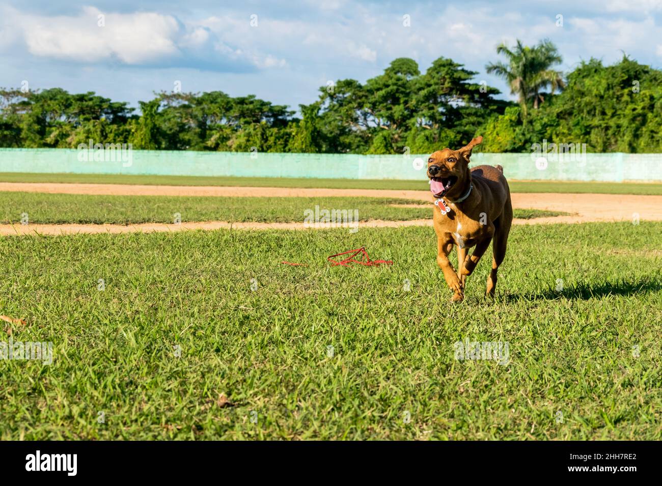 Cane marrone domestico corto dei capelli con il suo collare sopra, che corre liberamente sull'erba verde, ambiente tropicale, un guinzaglio rosso in giacendo sul terreno vicino Foto Stock