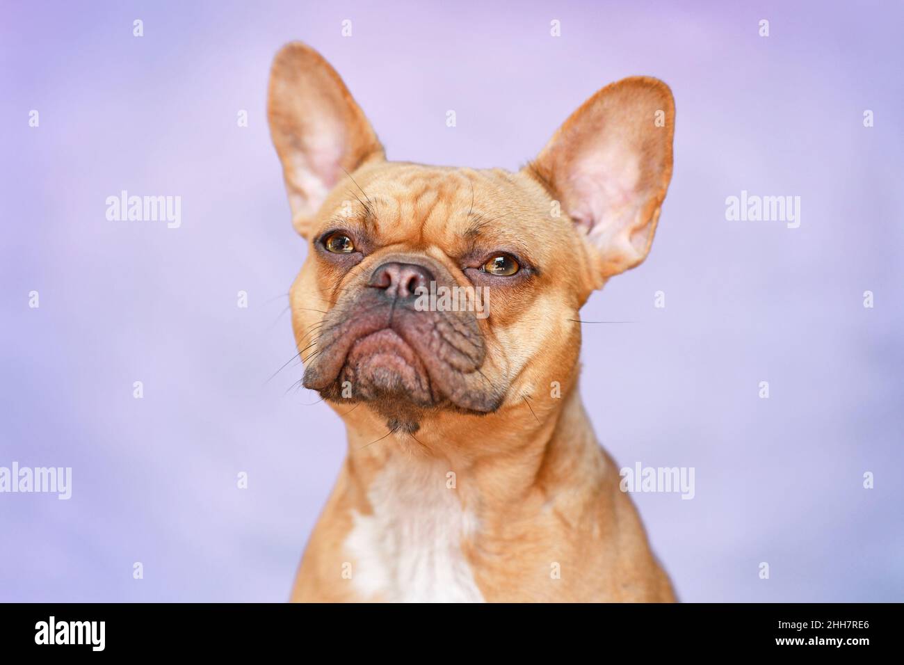 Rosso francese Bulldog cane di fronte a sfondo viola Foto Stock