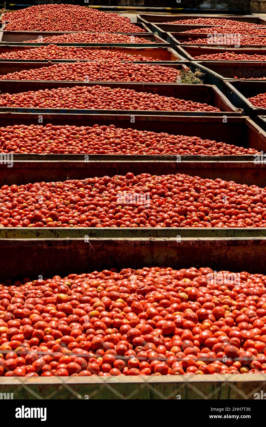 Grandi quantitativi di pomodori immagazzinati in contenitori da distribuire Foto Stock