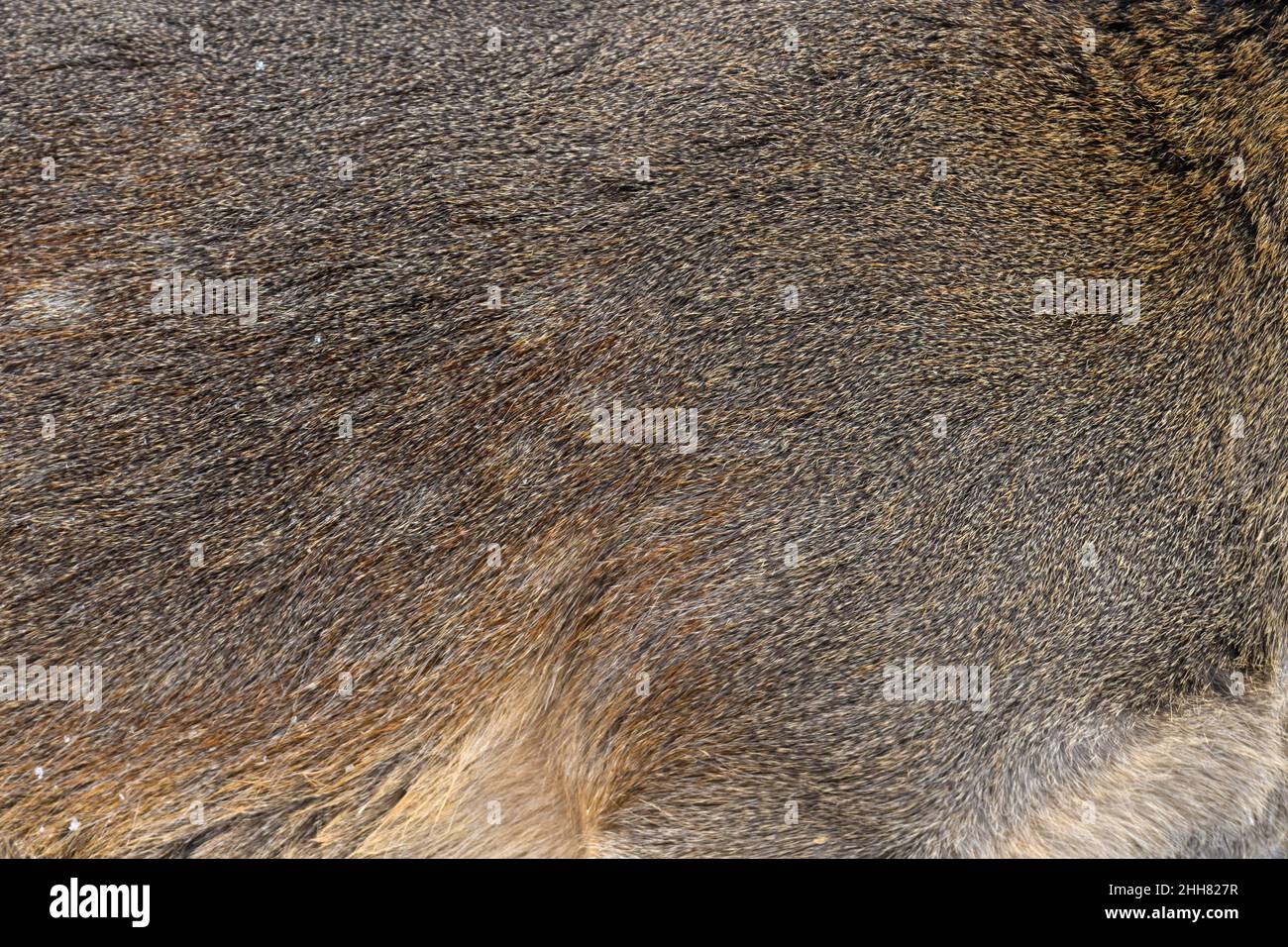 Vera texture bella pelle di cervo. Natura corpo animale e modelli di pelliccia Foto Stock