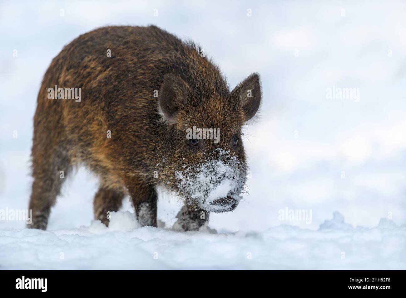 Giovane maiale selvatico in foresta con neve. Cinghiale, Sus scrofa, in inverno. Fauna selvatica scena dalla natura. Animale nell'habitat naturale Foto Stock