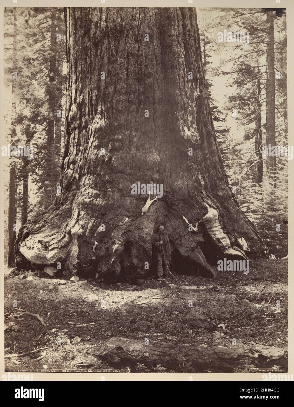 Sezione del Gigante Grizzly con Galen Clark, Mariposa Grove, Yosemite 1865–66, stampato ca. 1876 Carleton E. Watkins American Watkins ha fatto il suo nome con le viste della valle straordinariamente bella di Yosemite, che ha fotografato ripetutamente durante un periodo di venti anni, a partire dal 1861. A quel tempo era un virtuoso praticante del difficile processo di wet-collodion utilizzando lastre di vetro 'mammoth', che rendevano la vastità del paesaggio e i suoi infiniti dettagli con portata e chiarezza insuperabili. Watkins, il cui sostentamento dipendeva dalle vendite dei suoi punti di vista della California ai turisti, no Foto Stock