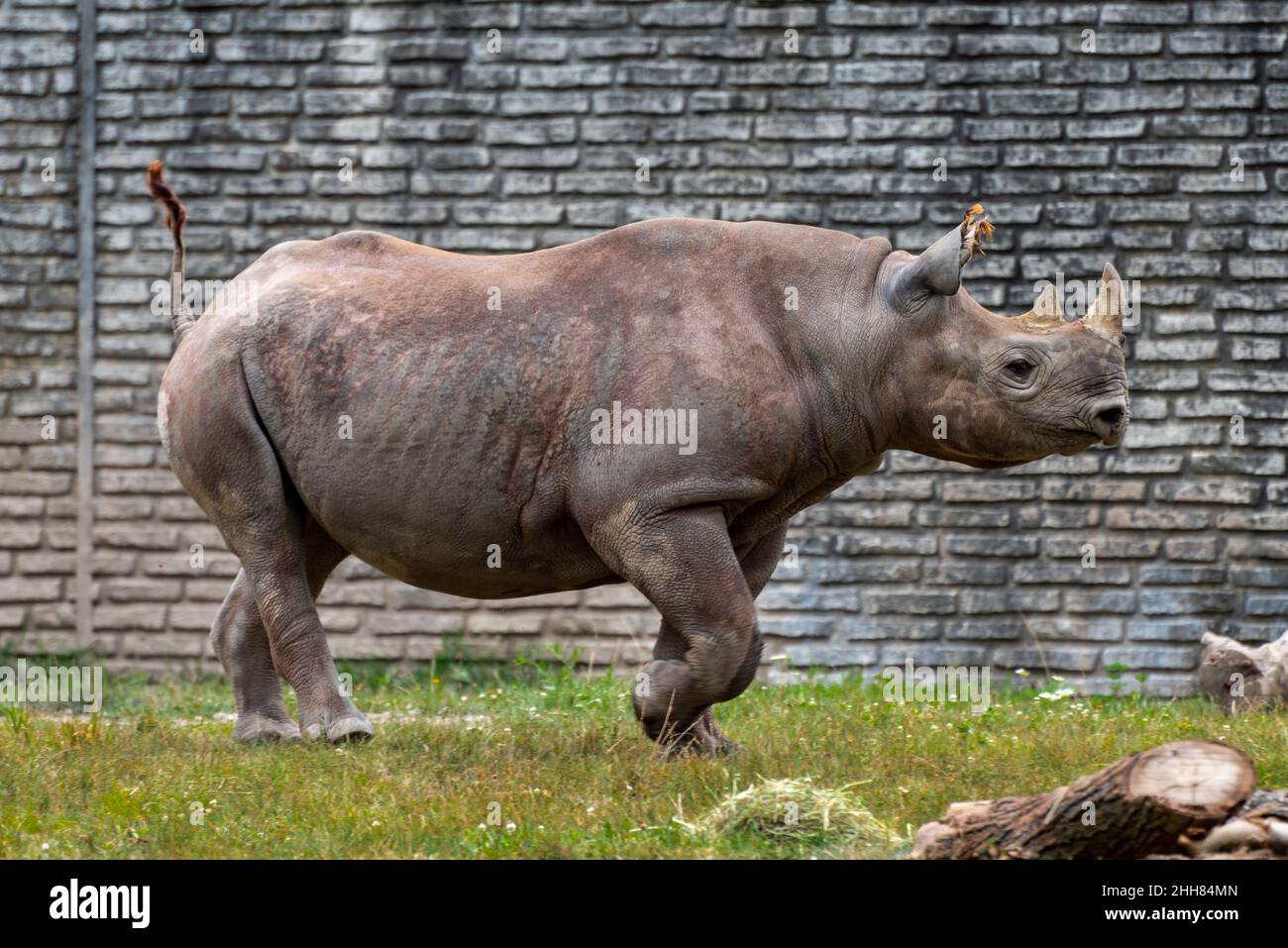 Rinoceronte allo Zoo di Buffalo Foto Stock