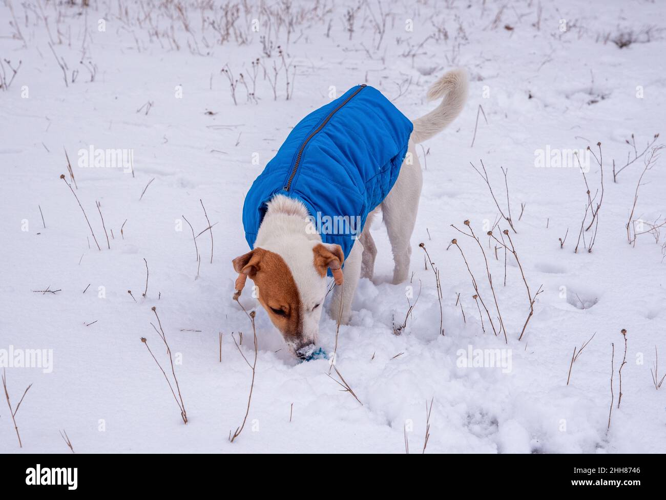Bicolore Jack Russell Terrier in piedi sulla neve fuori in un gilet blu e colletto rosso con un pendente a forma di osso nero, egli brividi la palla Foto Stock
