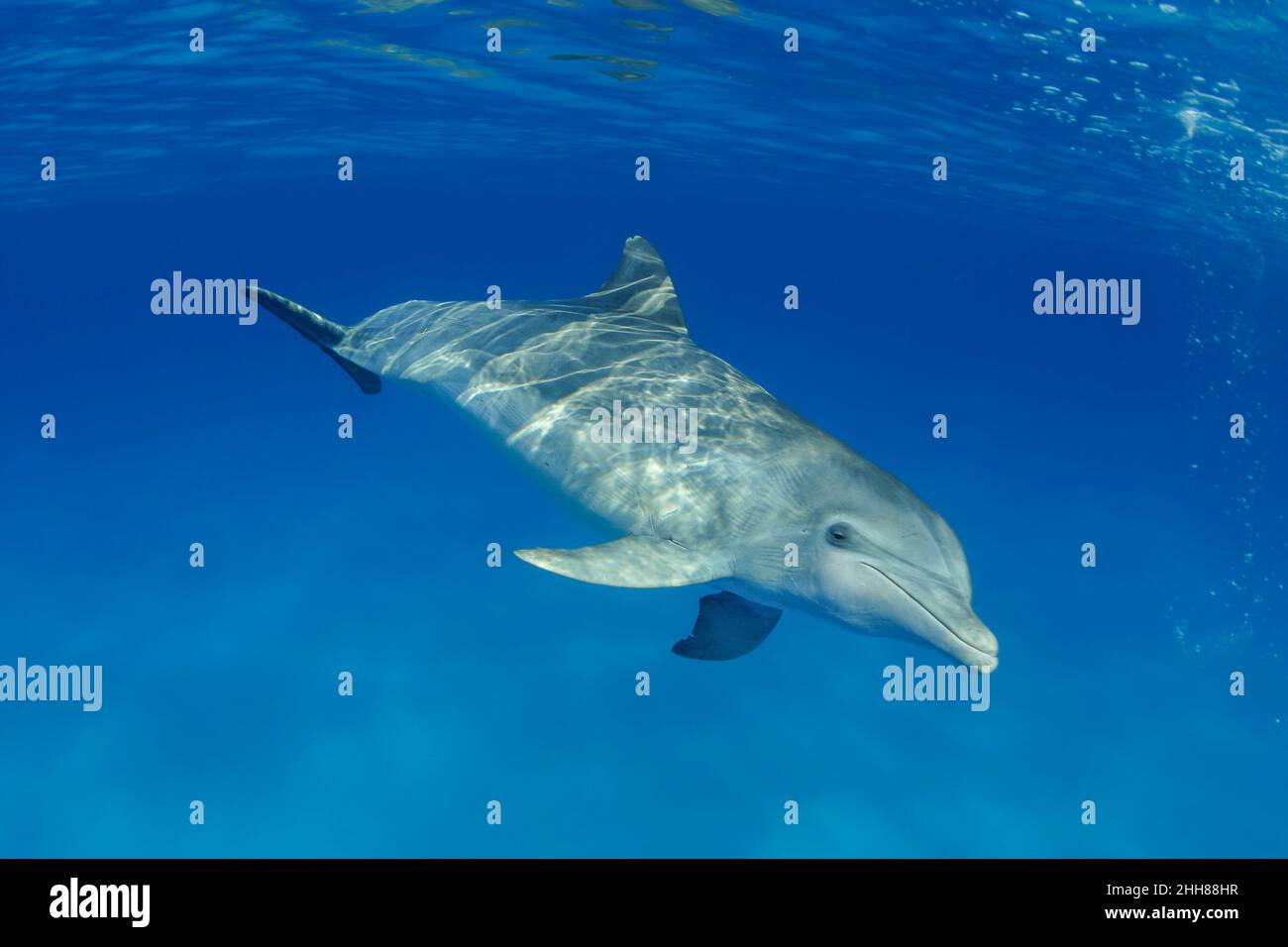 Questo Delfino di Bottlenose dell'Atlantico, Tursiops Truncatus, è stato fotografato mentre interveniva brevemente con un gruppo di Delfino di Atlantic Spotted, Stenella pl Foto Stock