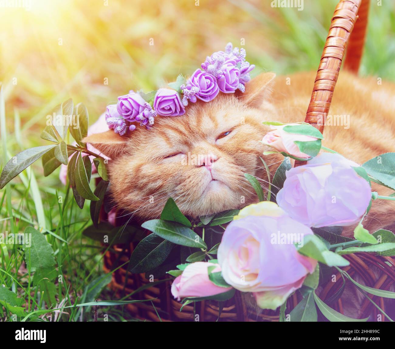 Carino zenzero inglese gatto shorthair indossando una corona floreale che giace in un cestino nel giardino Foto Stock