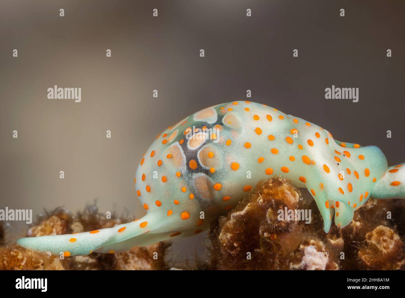 Una lumaca della bolla del cembalo, il cymbalum di Haminoea, le Figi. La chiocciola a bolle d'aria, è una specie di chiocciola o chiocciola a bolle d'aria marina, un gasteropode i di opistobranch marino Foto Stock