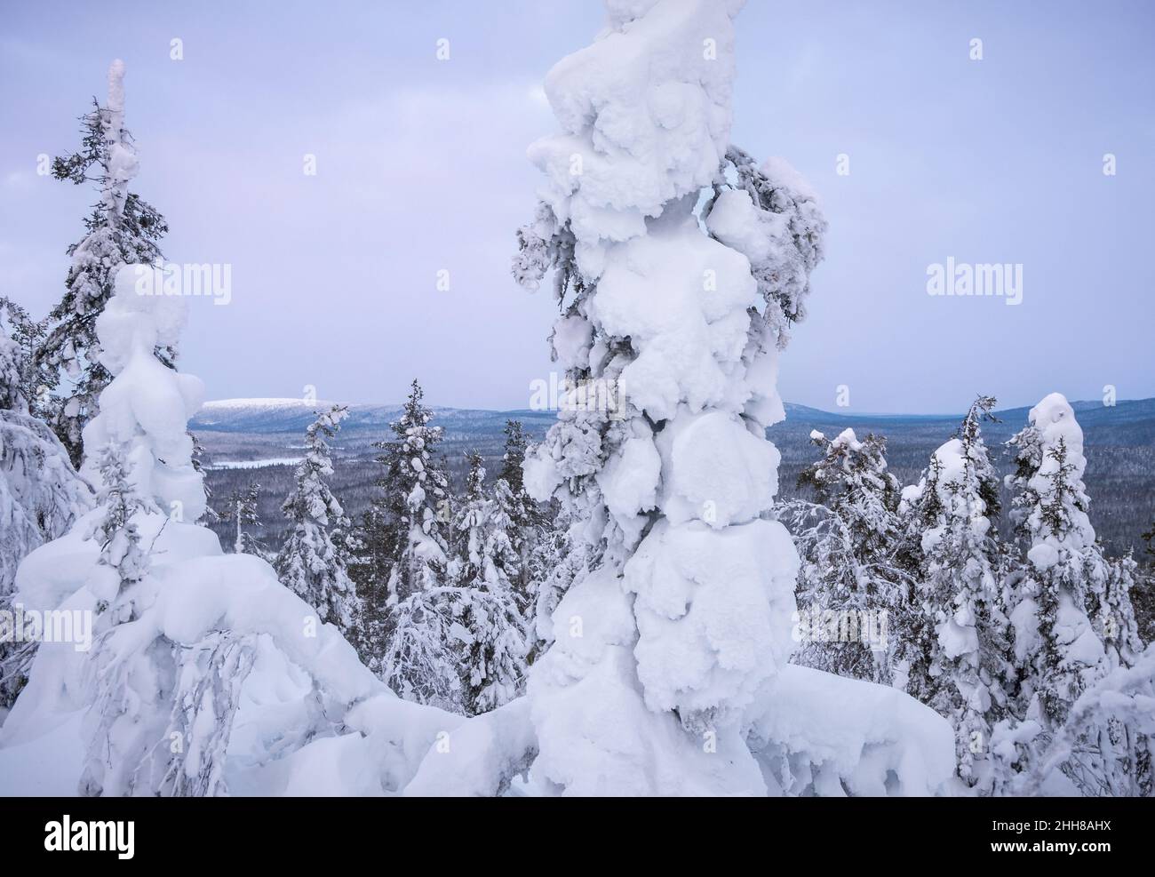 Alberi innevati in un paesaggio caduto in Lapponia finlandese Foto Stock