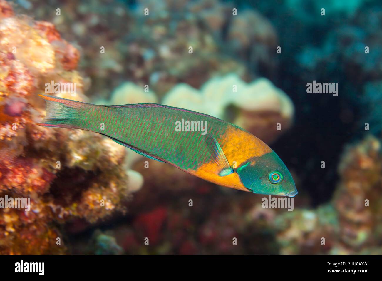 La sella wrasse, Thalassoma duperrey è endemica e la più comune di questa famiglia nelle Hawaii. Foto Stock