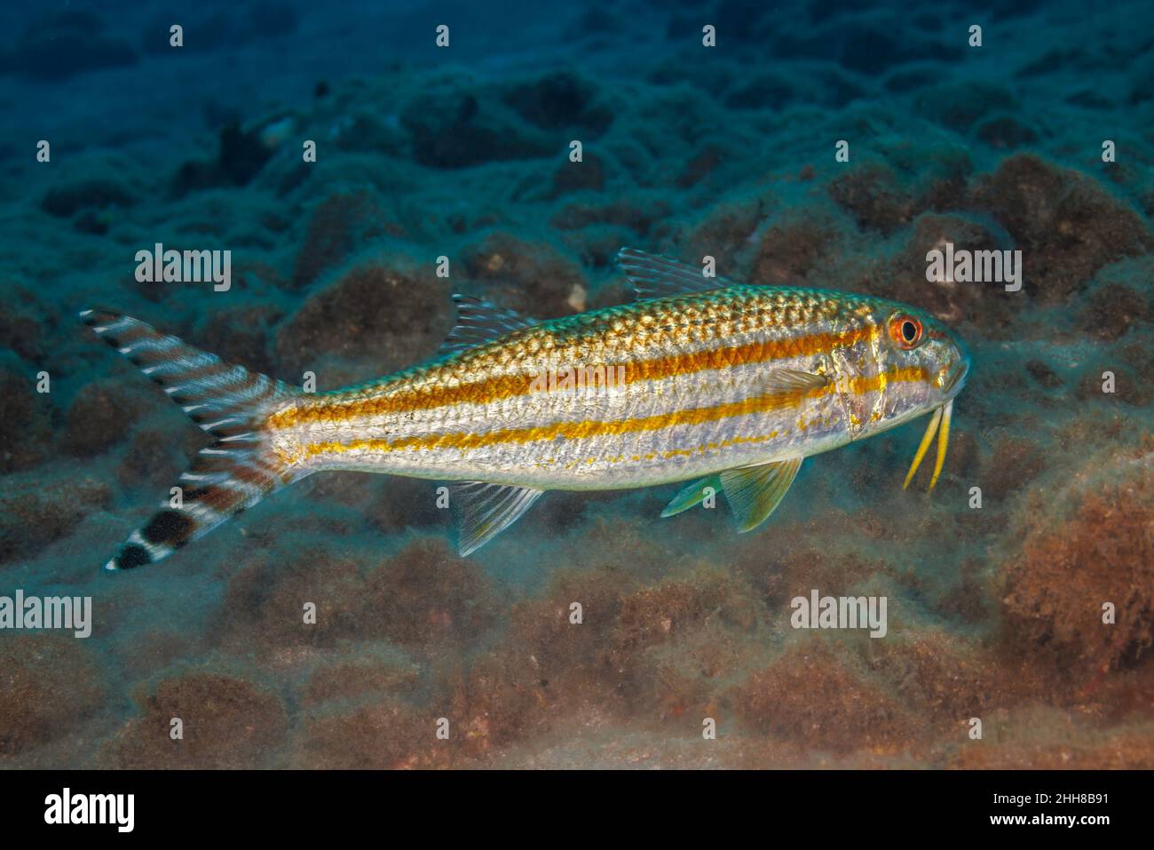 Il pesce paleociale, Upeneus taeniopterus, era stato precedentemente identificato come Upeneus arge. I suoi nomi comuni includono il pesce capretto giallastro, il goatfi a banda fine Foto Stock