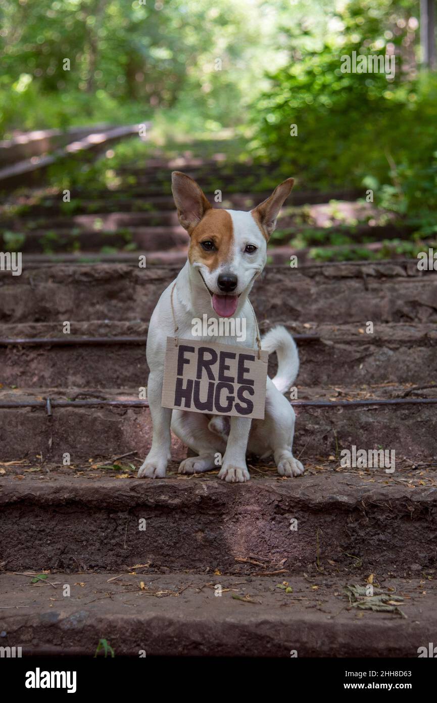 Un cane di razza Jack Russell Terrier siede nei boschi su gradini di pietra, con una placca di cartone intorno al collo con l'iscrizione 'Free hugs'. Lookin Foto Stock