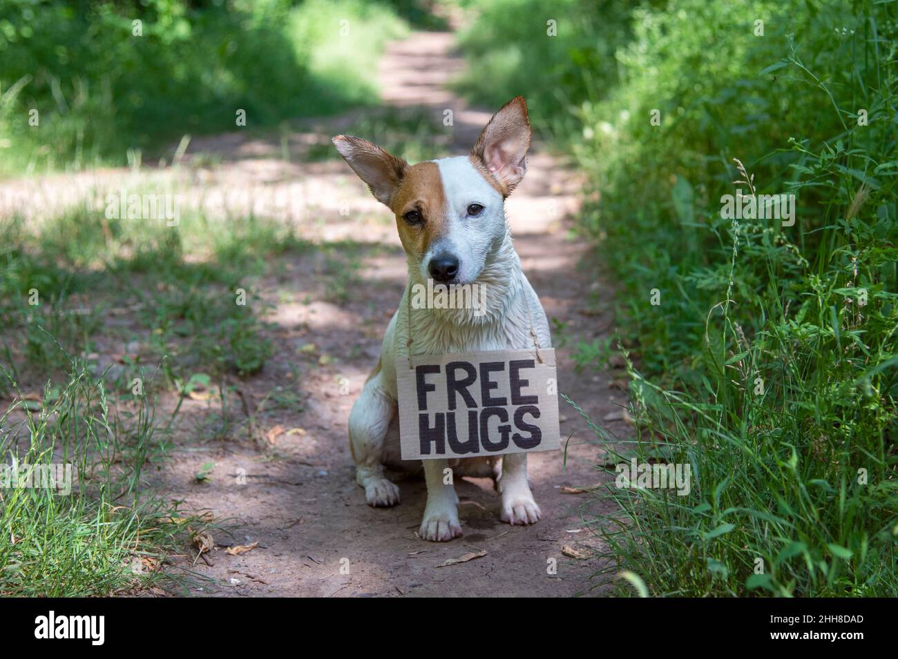 Un cane di razza Jack Russell Terrier si siede nella foresta su un percorso, con un cartello di cartone 'Free hugs' sul suo collo.He è wet.Bone sfondo di grée Foto Stock