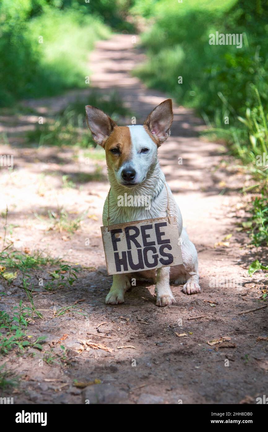 Un cane di razza Jack Russell Terrier si siede nella foresta su un percorso, con un cartello di cartone 'Free hugs' sul suo collo.He è wet.Bone sfondo di grée Foto Stock