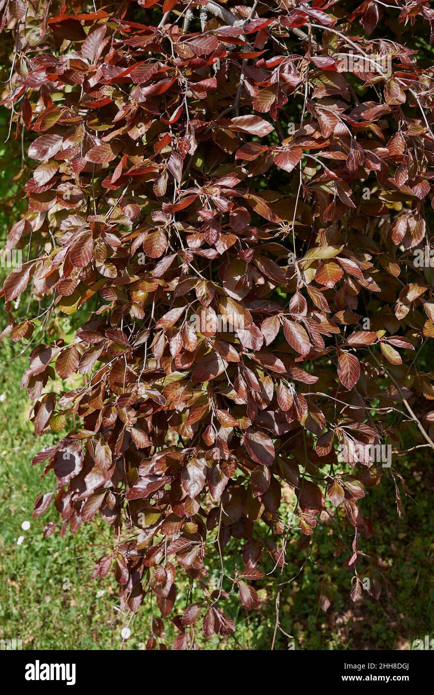 Fagus sylvatica pendula close up Foto Stock