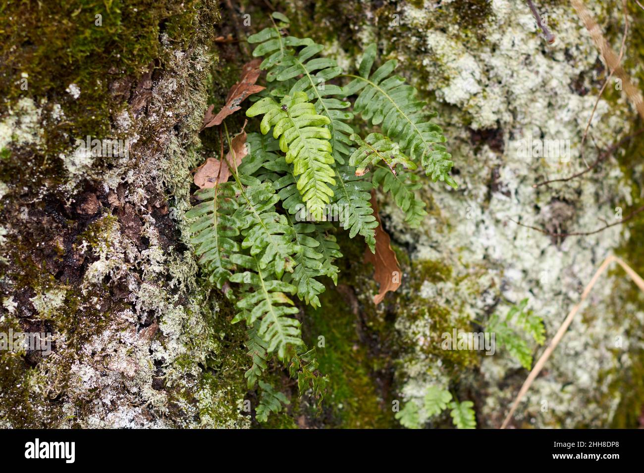 Polypodium vulgare piante nel bosco Foto Stock