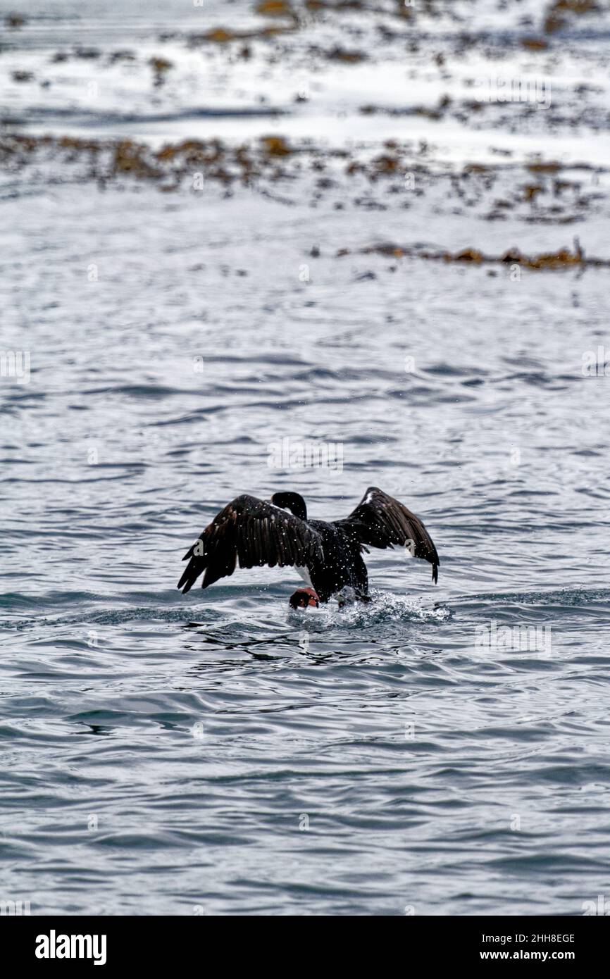 Cormorano che vola nel canale di Beagle, Ushuaia, Tierra del Fuego, Argentina, Sud America Foto Stock