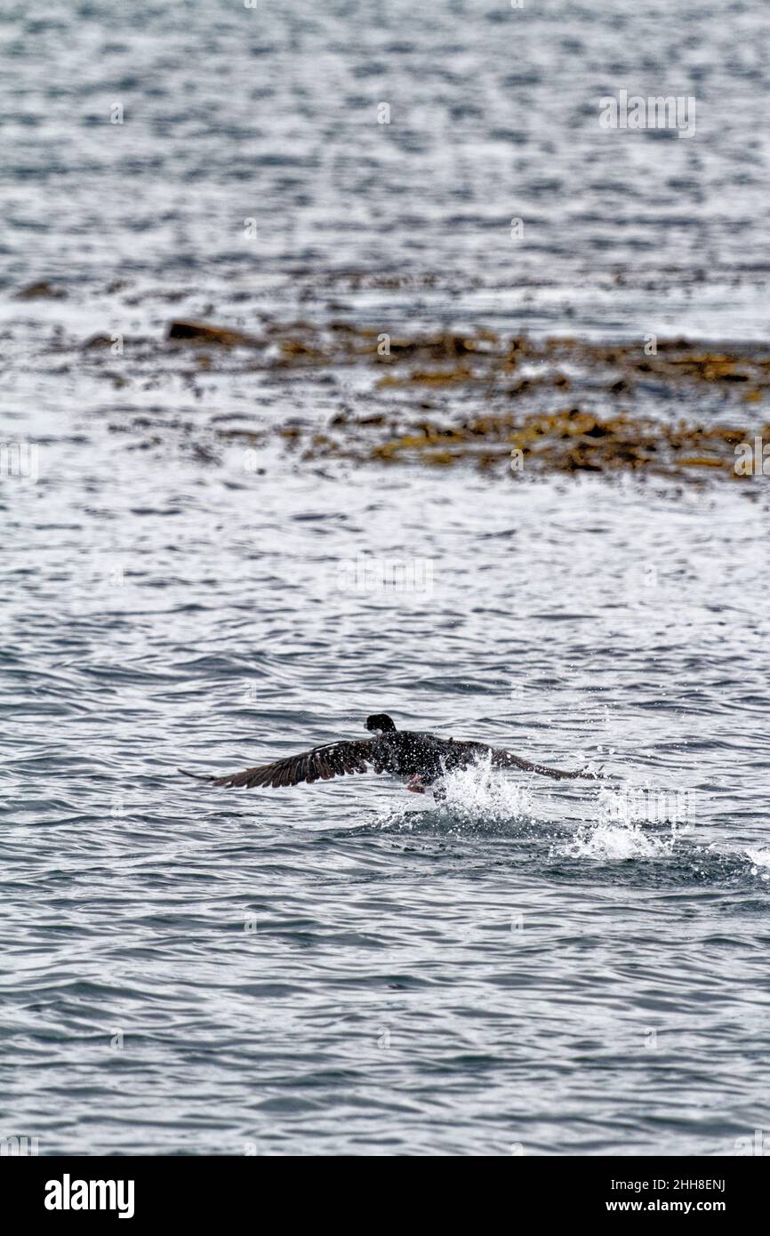 Cormorano che vola nel canale di Beagle, Ushuaia, Tierra del Fuego, Argentina, Sud America Foto Stock