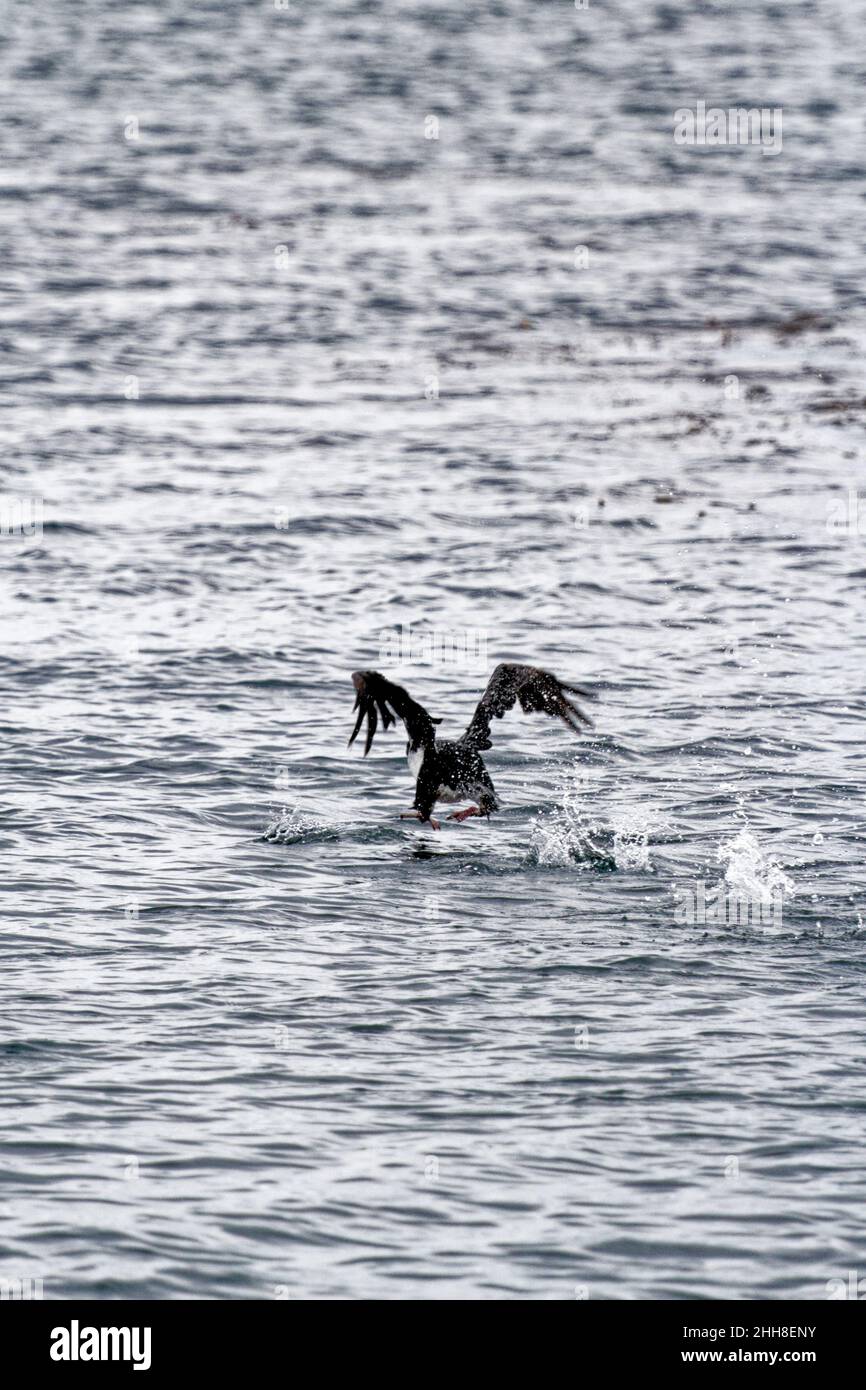 Cormorano che vola nel canale di Beagle, Ushuaia, Tierra del Fuego, Argentina, Sud America Foto Stock