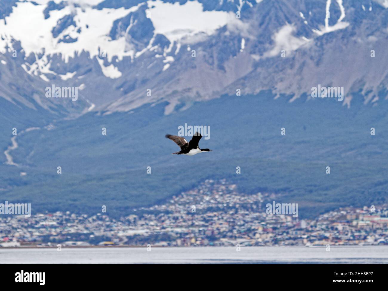 Cormorano che vola nel canale di Beagle, Ushuaia, Tierra del Fuego, Argentina, Sud America Foto Stock