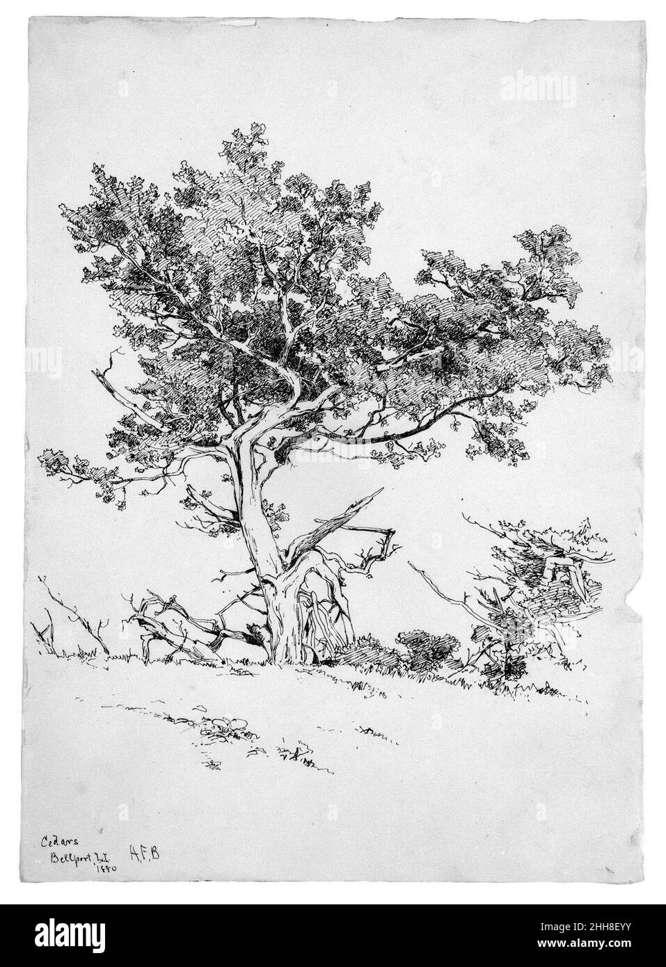Cedri, Bellport, Long Island 1880 Andrew Fisher Bunner. Cedri, Bellport, Long Island. Andrew Fisher Bunner (1841-1897). Americano. 1880. Tracce di inchiostro nero e grafite su carta biancastra Foto Stock