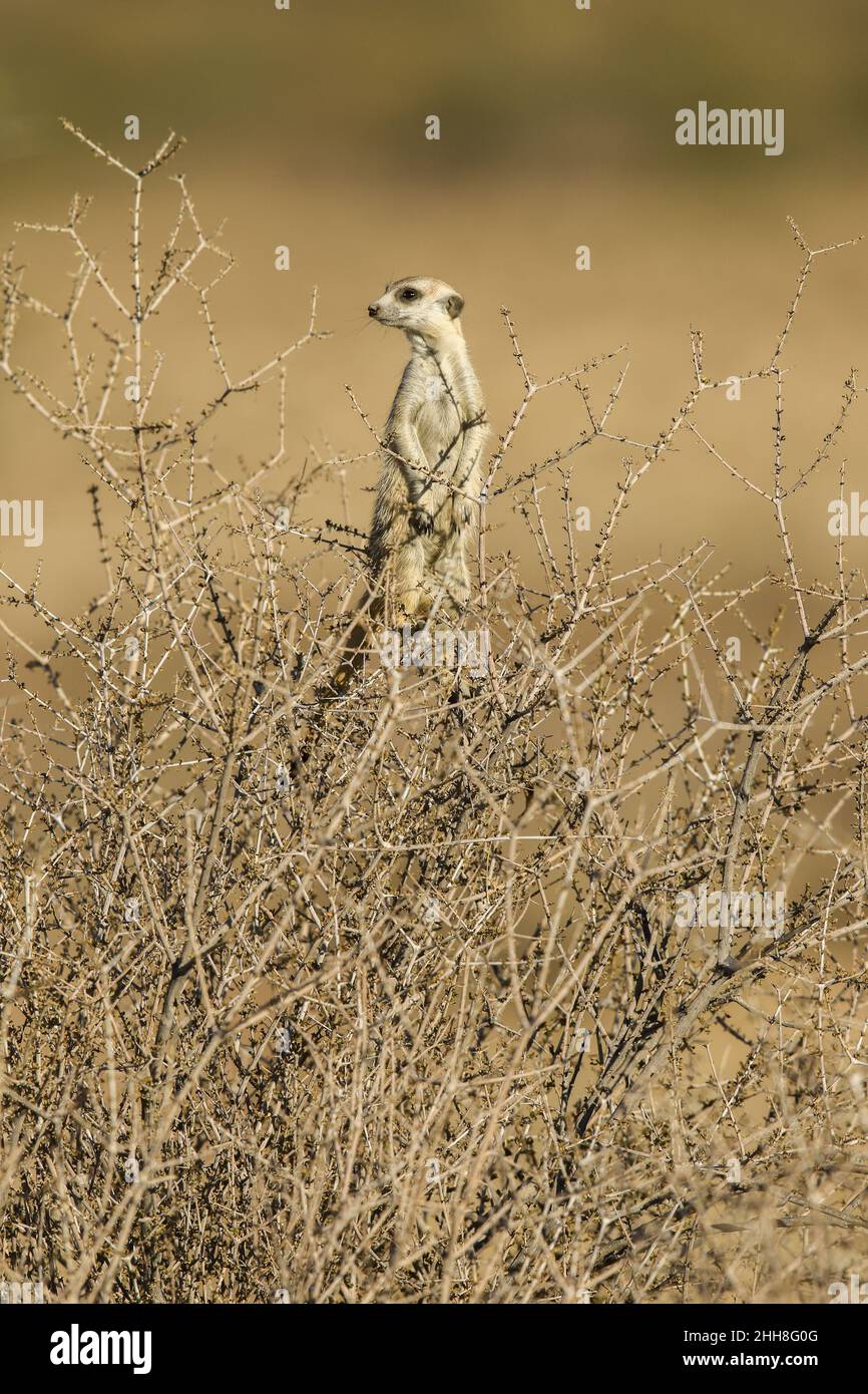 Meerkat Sentry nel Kgalagadi Foto Stock