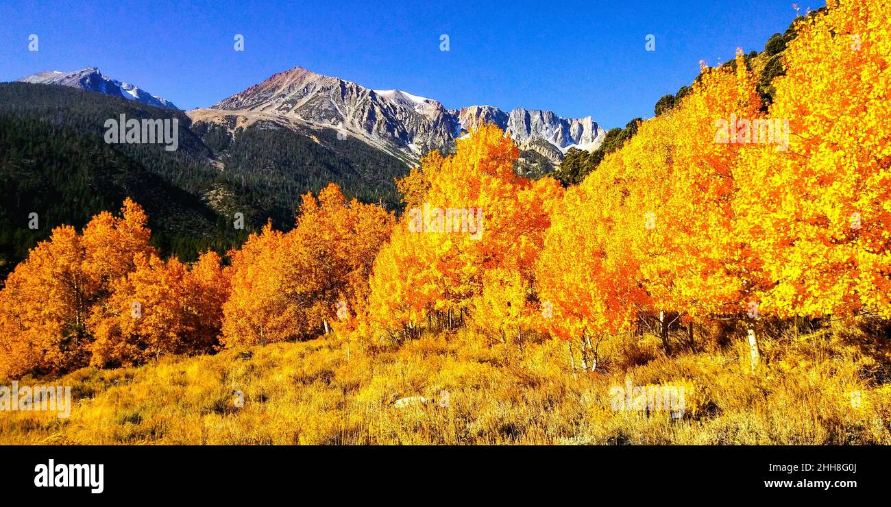 Autunno alberi di aspen nel Parco Nazionale di Yosemite Foto Stock